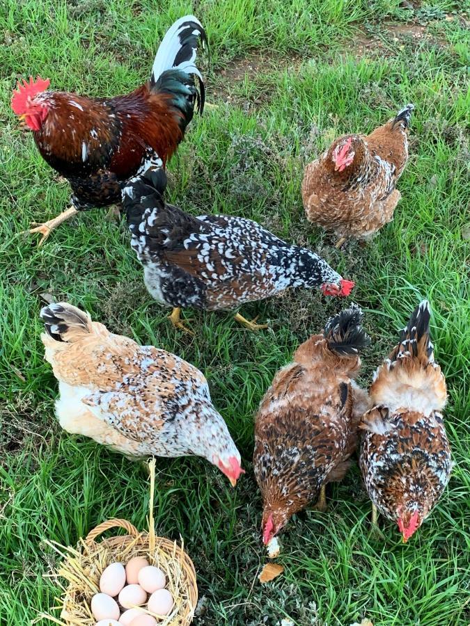 Potteberg Guest Farm Malgas